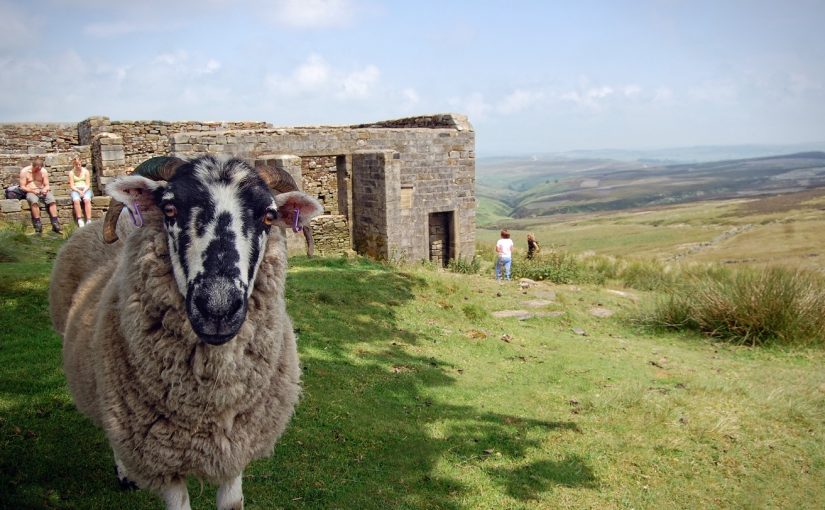 Sheep Top Withens