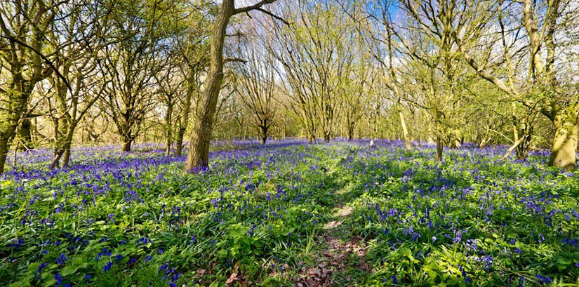 Yorkshire Bluebells