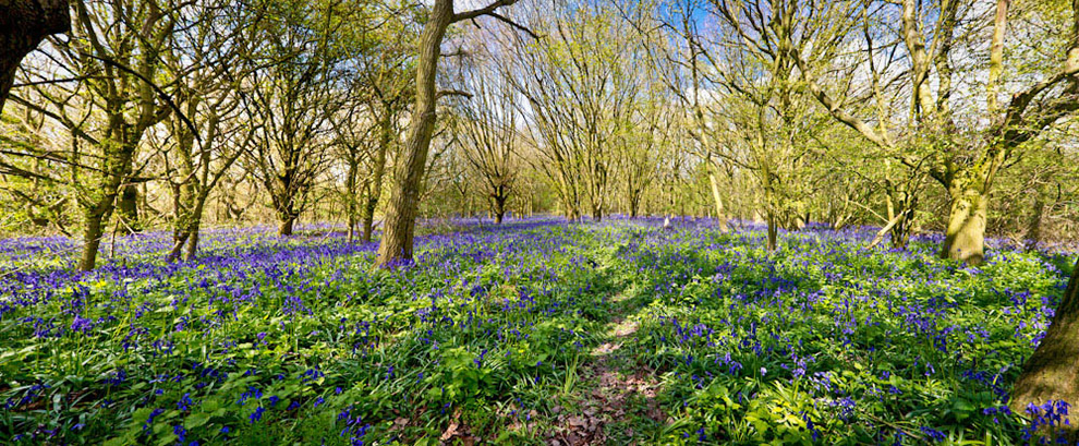 Yorkshire Bluebells