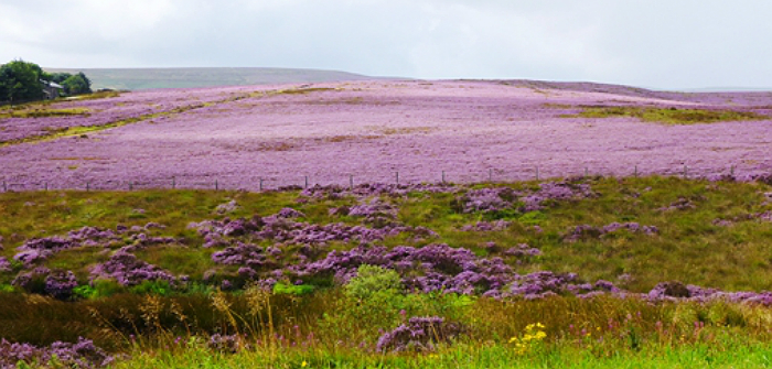 Beautiful Anne Brontë Birthday Celebrations