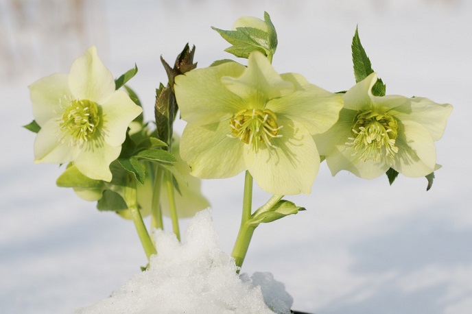 Christmas roses in the snow