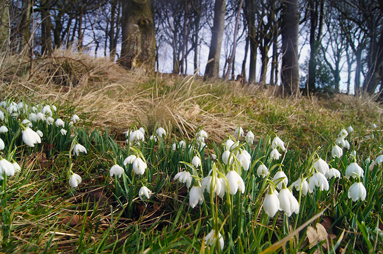 Haworth snowdrops