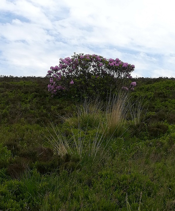 Haworth Moors, June 2018