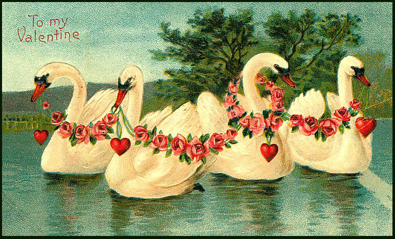 Valentine swans