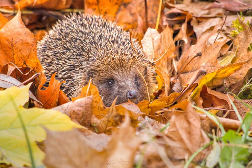 hedgehog Bronte