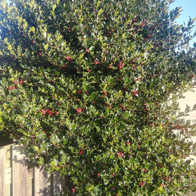 holly tree