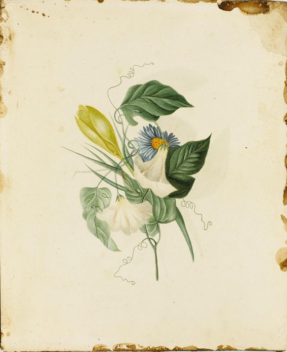 Convolvulus by Charlotte Bronte 