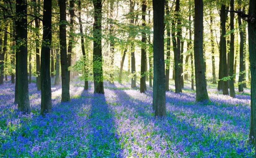 Brontë Music: The Bluebell by Charlie Rauh